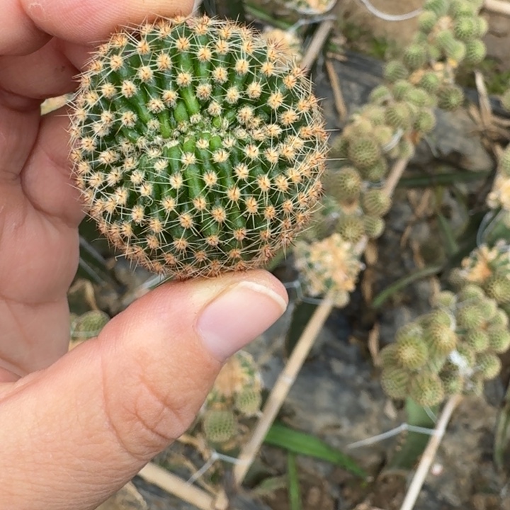 310彩草514.2嫣然无根侧牙4公分左右，20包邮