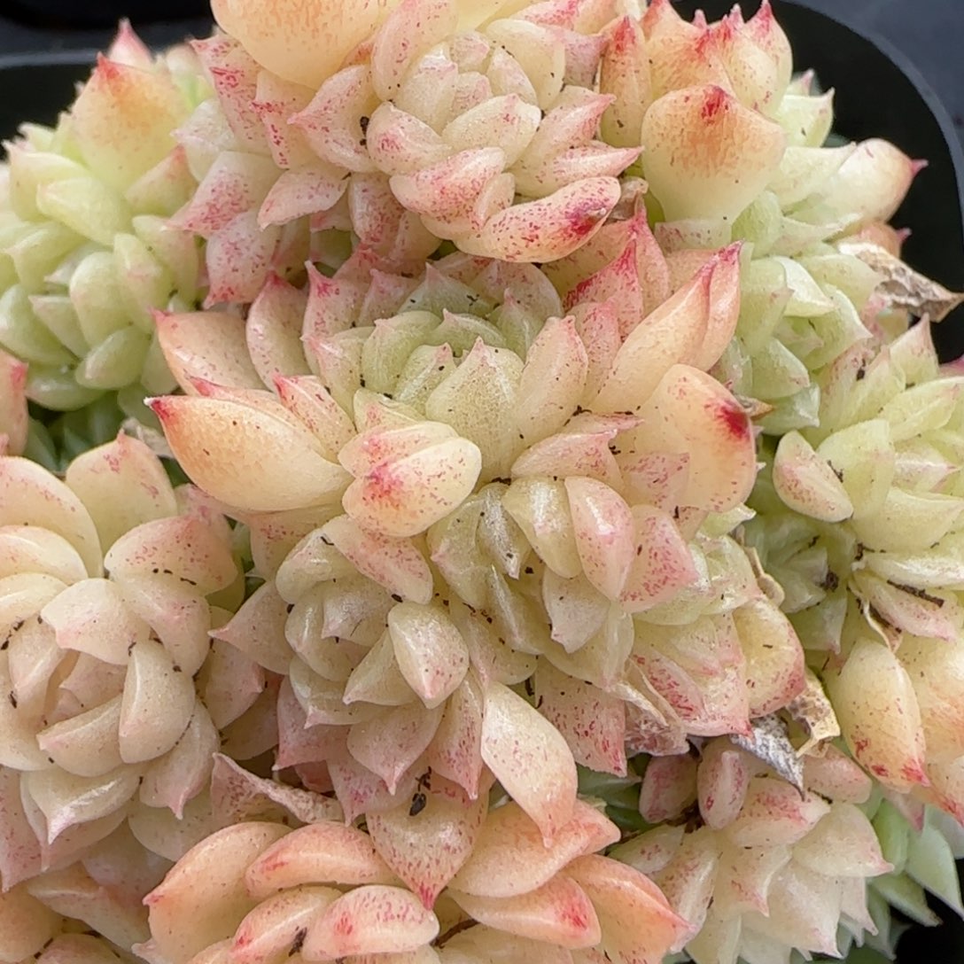 花语逸镜0201-430散