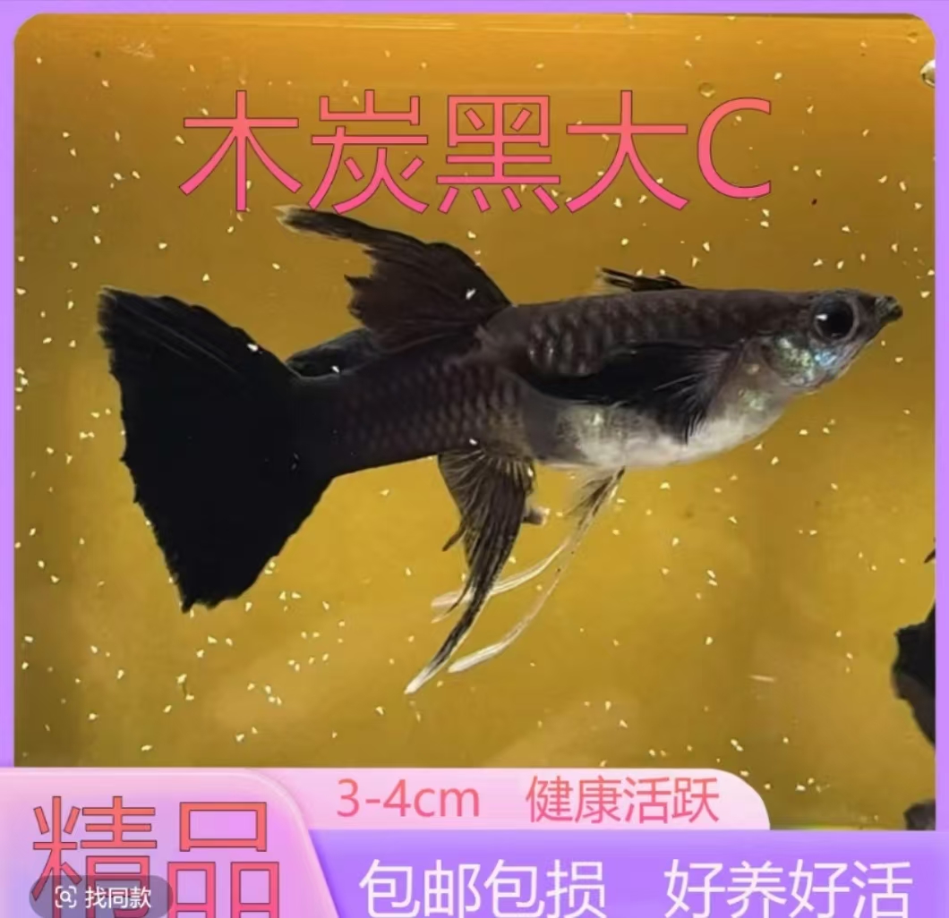 木炭黑大C 孔雀鱼淡水小型观赏鱼好养耐活胎生可繁殖