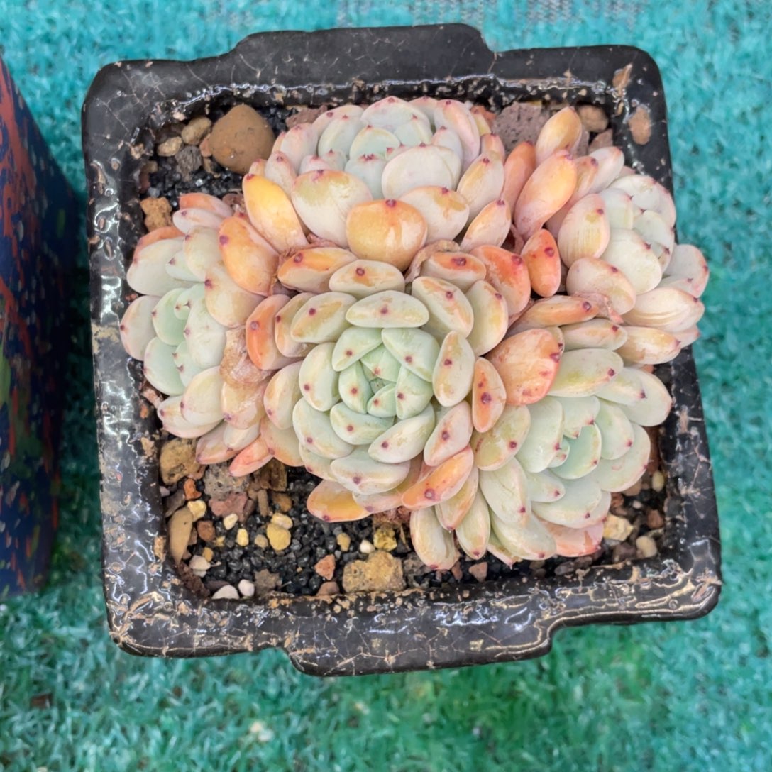 比安特雪爪多肉植物盆栽