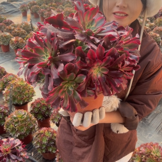 凤冠一颗包邮福利