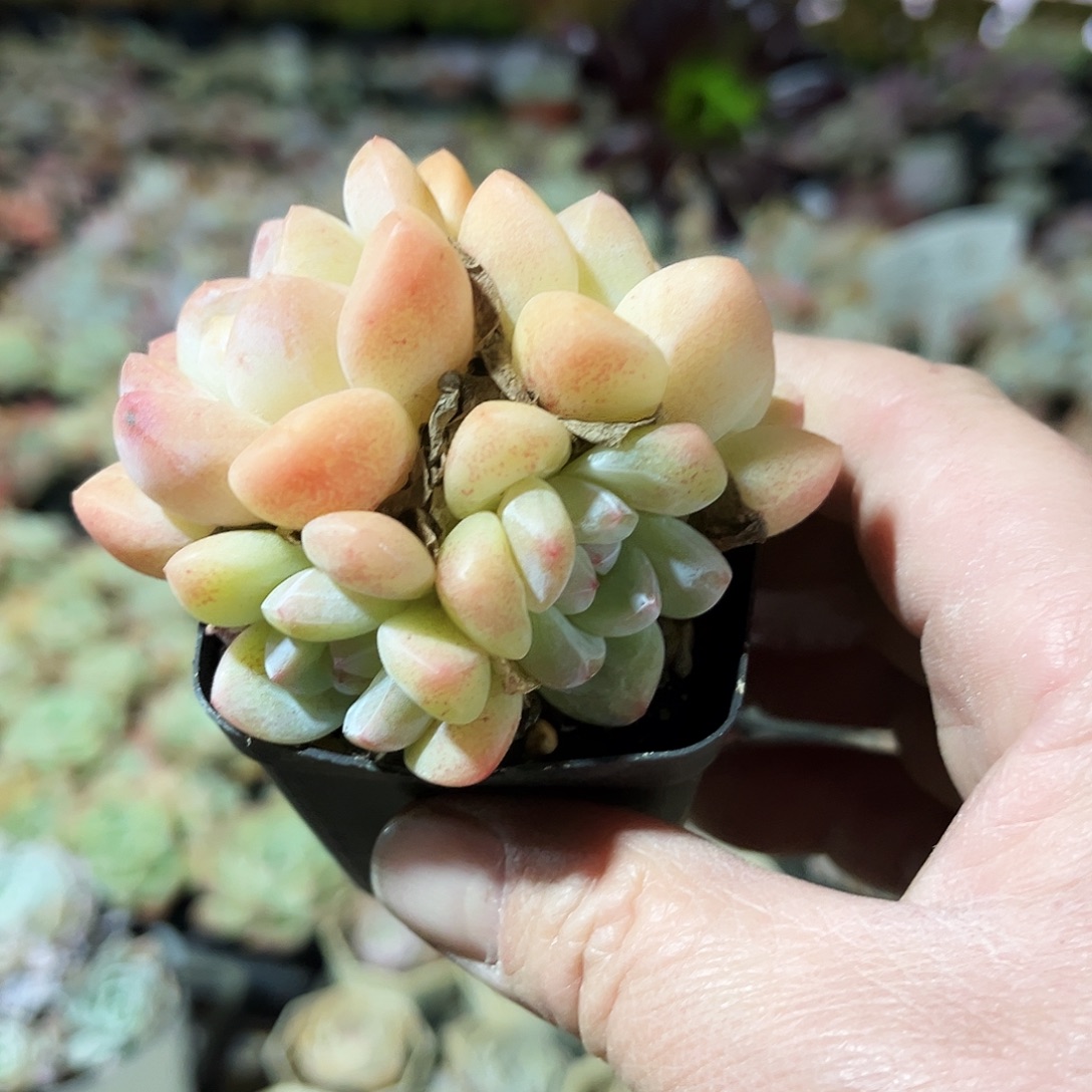 小****97多肉植物在植物体内进行生物