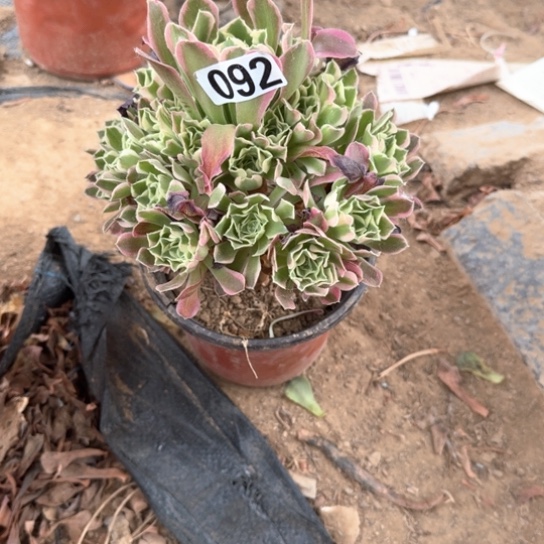 无花朵多肉植物女巫绿体092号不包断枝