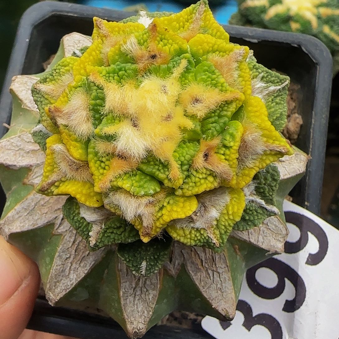 颗粒大尤黑锦399仙人球