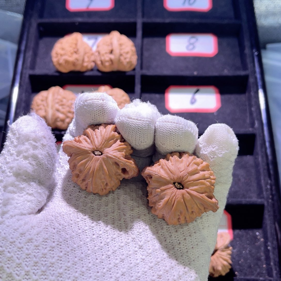 R****d秦皇岛山地果全品
