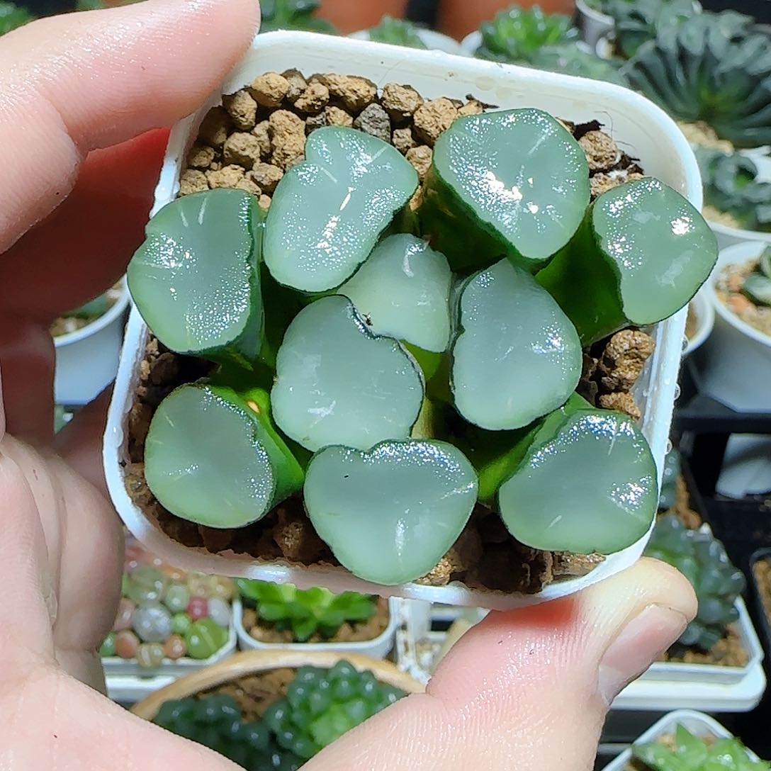 空门万象原盆原土