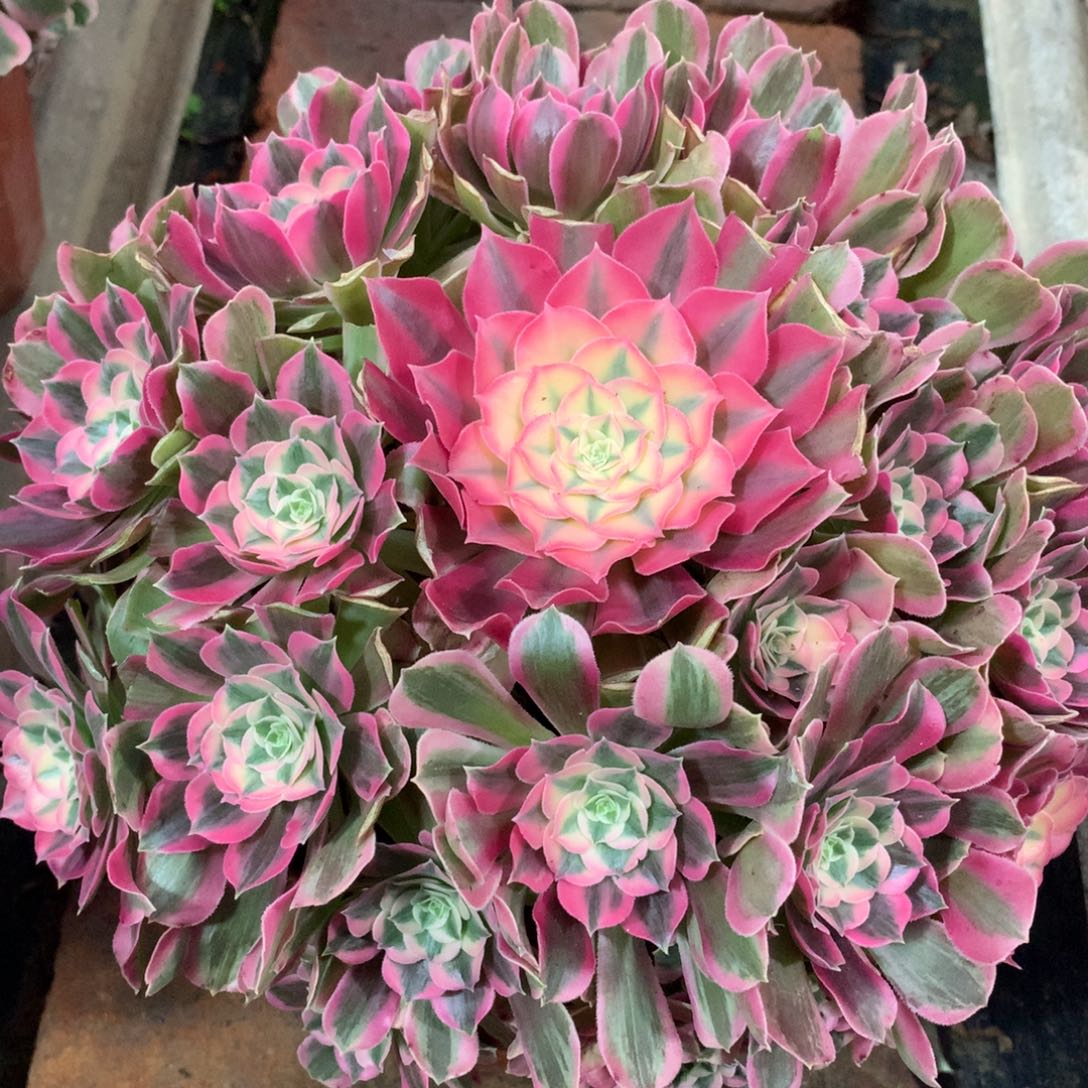 男神捧花，多肉植物