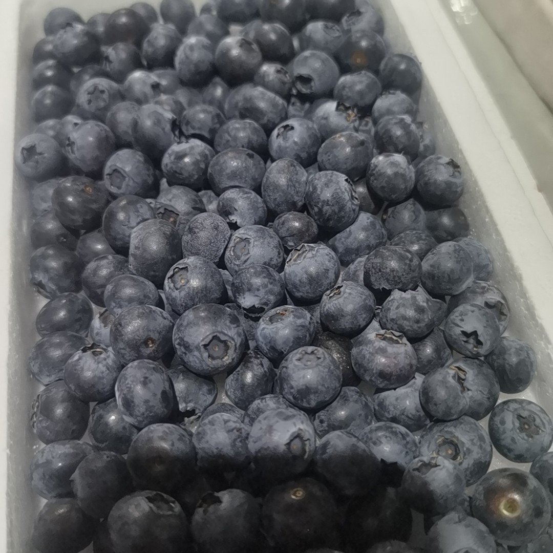 小糖豆蓝莓，一盒克果径13mm左右美登云南省云南