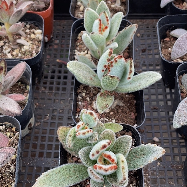 月兔2.8带盆土发货