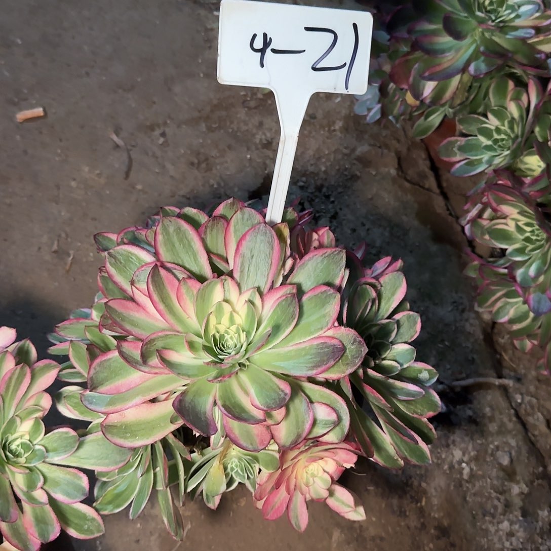 4-21_～～_～_____---+++