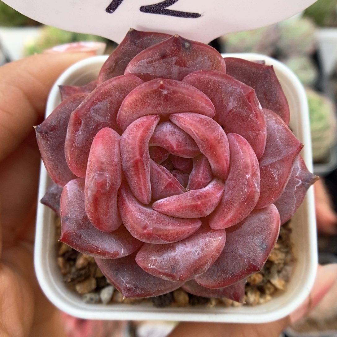 糖心琥珀可拍312号。 