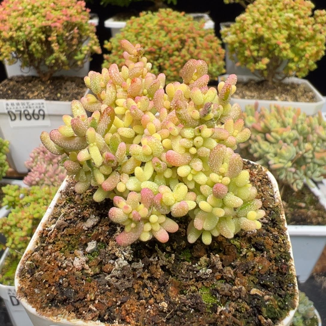 D7926米粒锦一物一拍