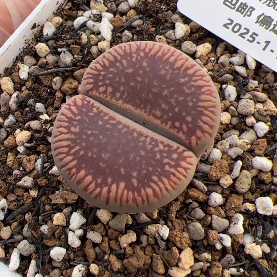 0217号 红光阳多肉植物