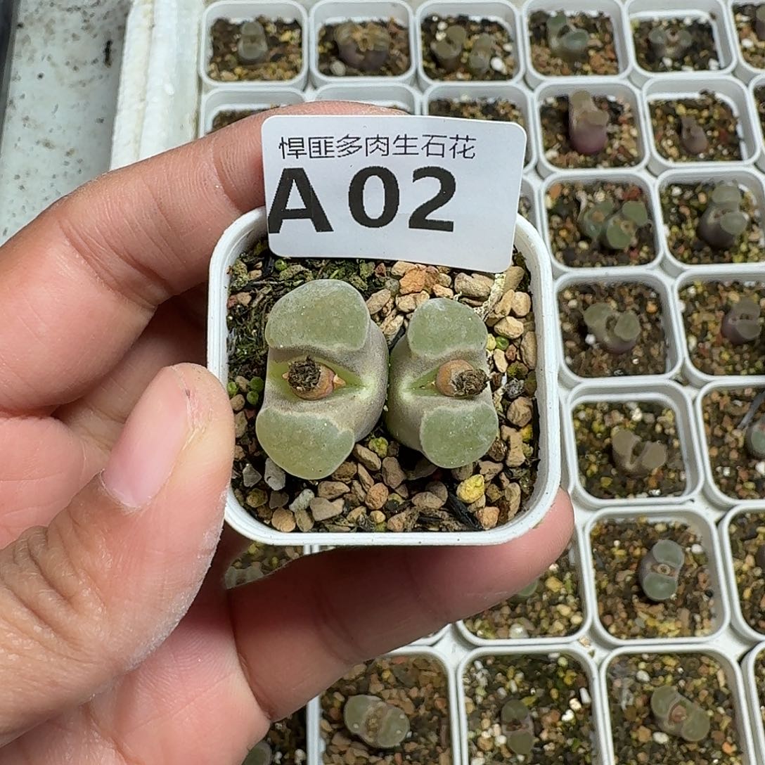 2多肉植物多肉植物
