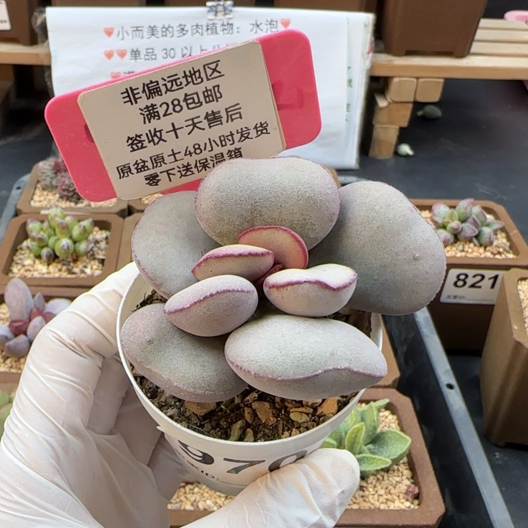 白肌红蛋多肉植物970