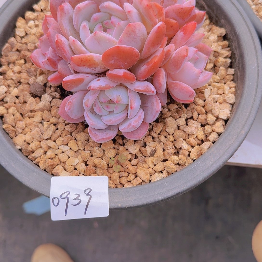 小***儿0939橙子多肉植物