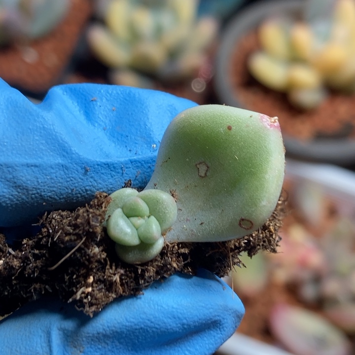 璀璨锦多肉植物多