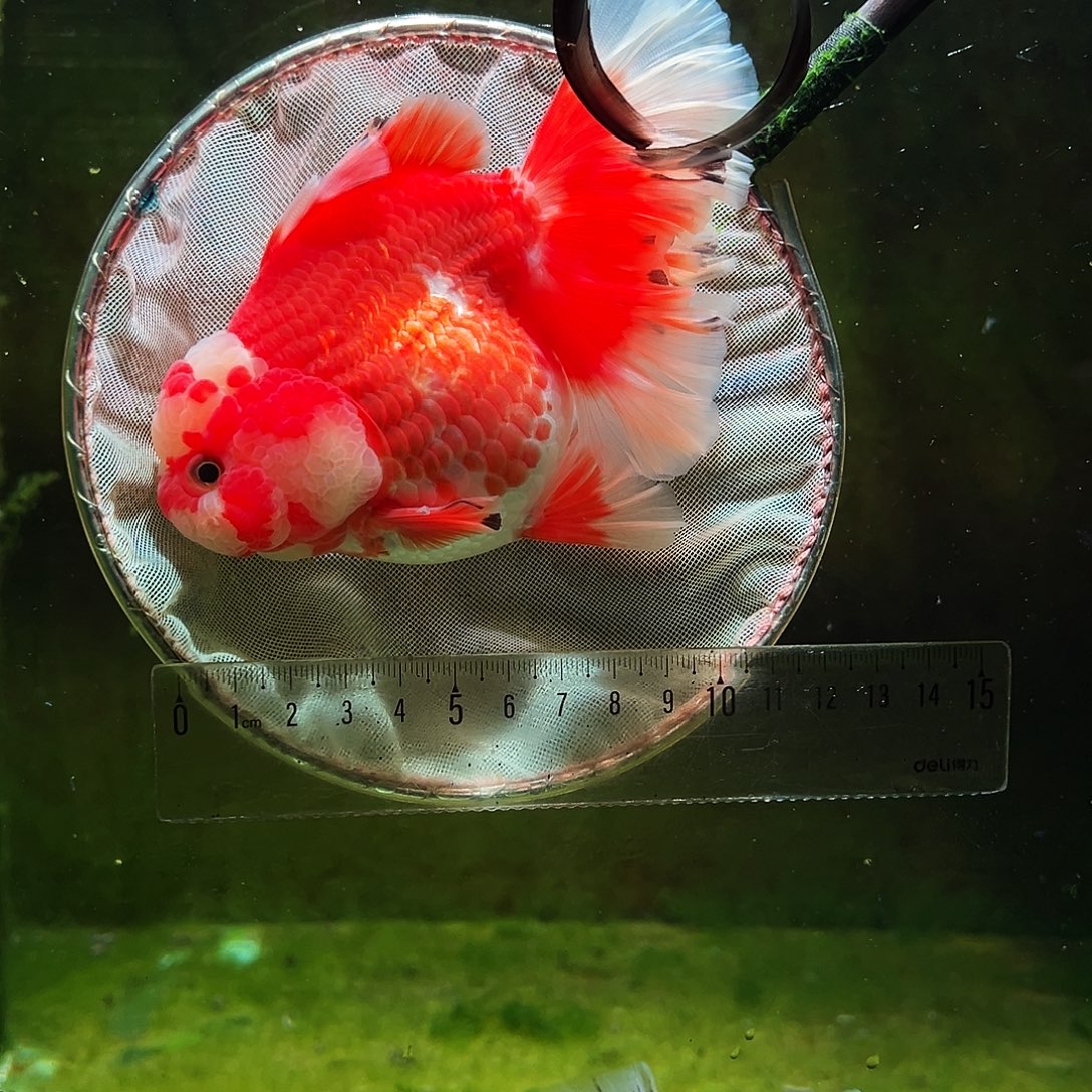 金鱼冷水金鱼百褶泰狮