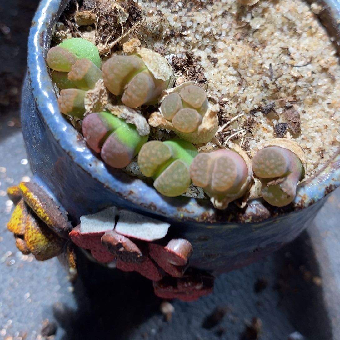 班克磁铁风铃一头。买三送一。