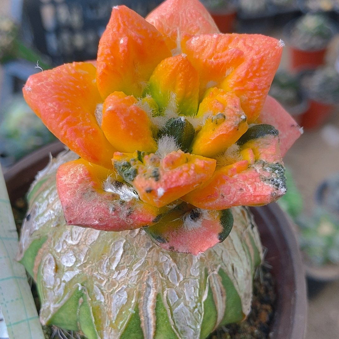 无花朵用****4福利散斑花锦大尤龟甲牡丹004