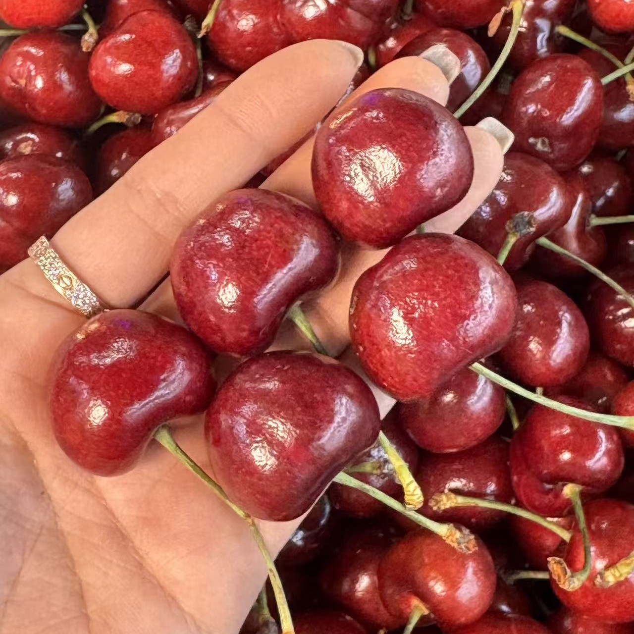 智利拉宾斯车厘子4Jd（5斤装）海运