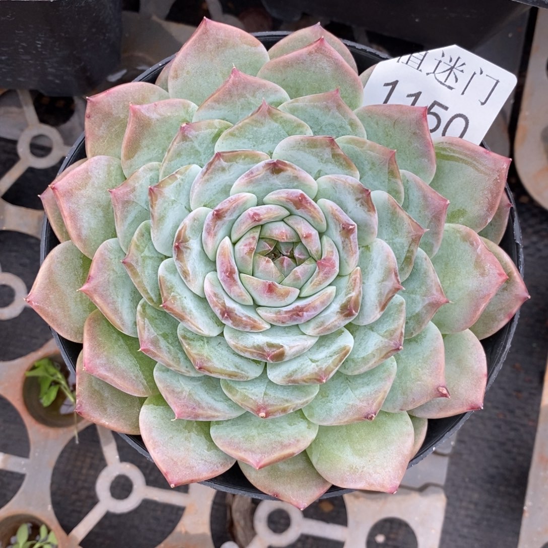 *****杂交精品多肉1150~12厘米