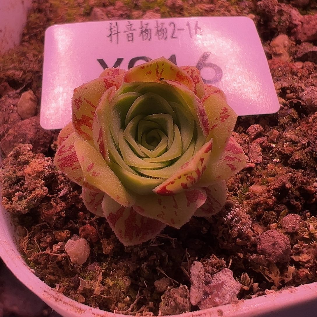 杨916 格雷伊  多肉