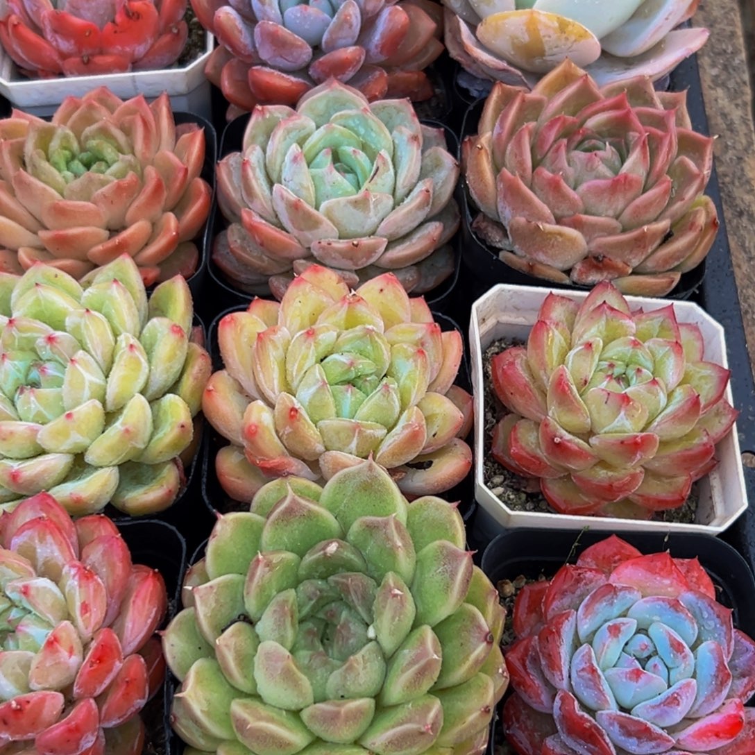 450多肉葡萄的味道是真的