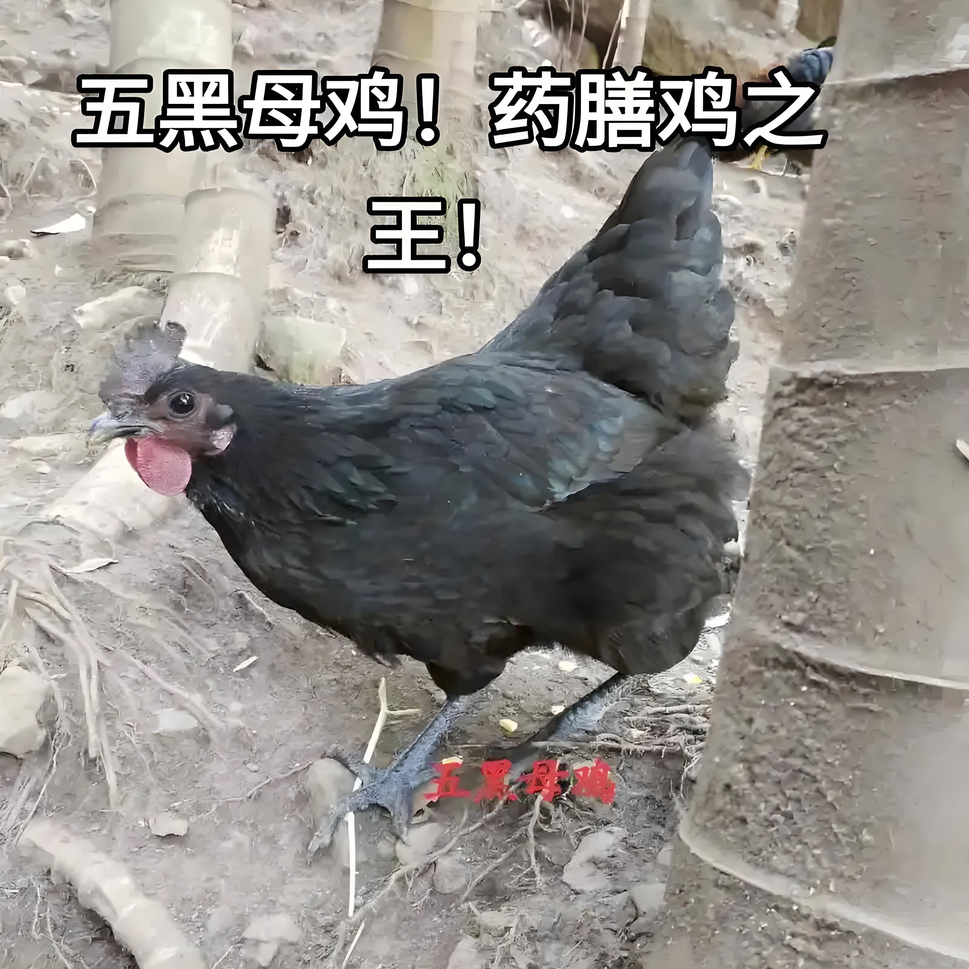 现杀新鲜老五黑鸡母鸡1年以上整只