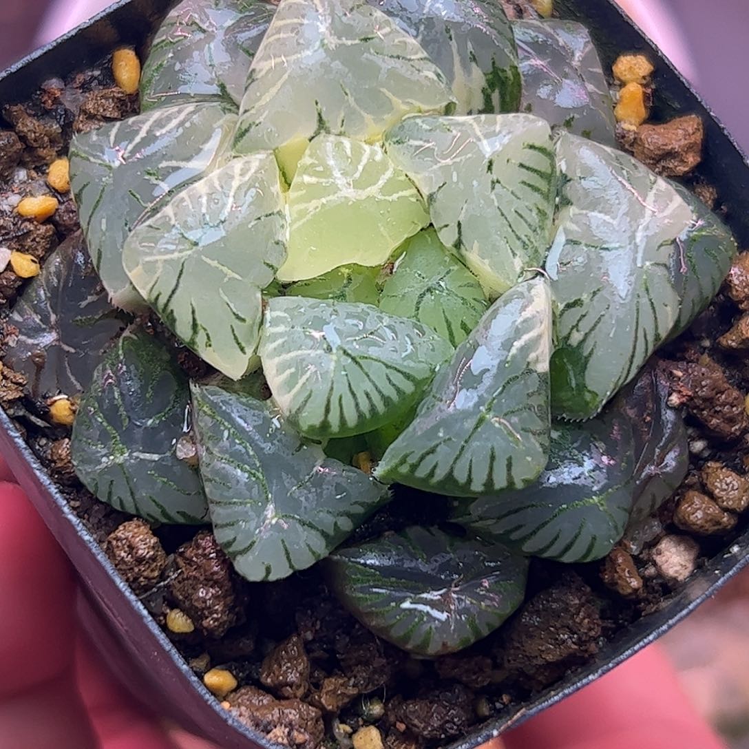 龙珠六公分亚成株锦十二