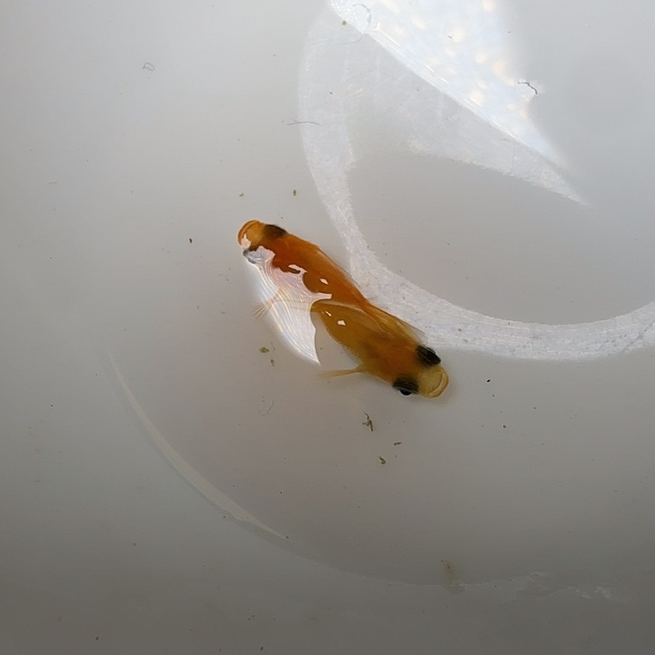 青鳉鱼63号拍品初恋球