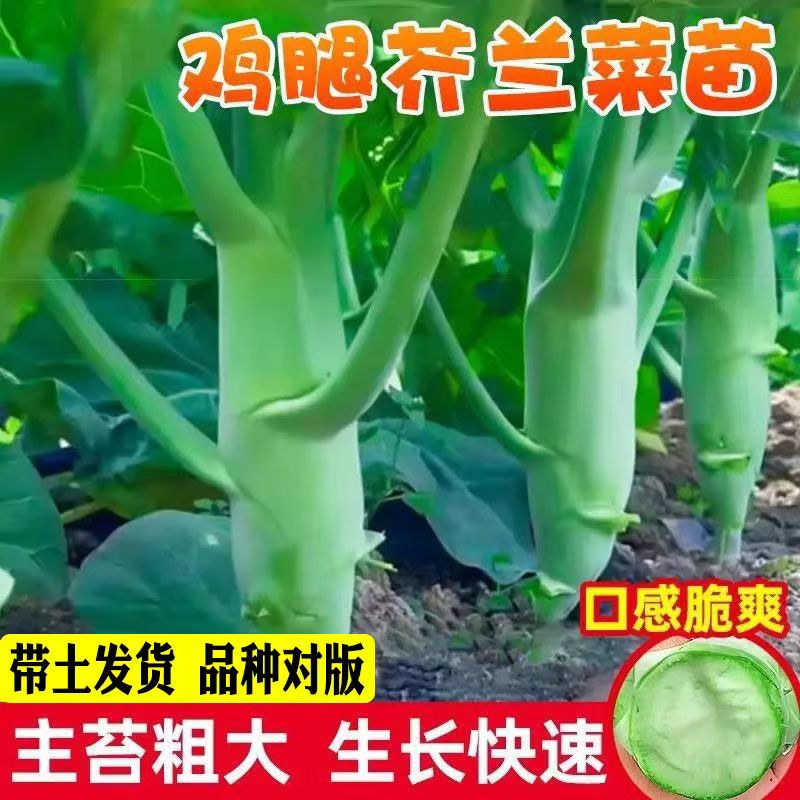 鸡腿芥蓝菜秧苗甜脆种苗粗条秋季鸡腿芥兰秧苗食用菜苗带土发货