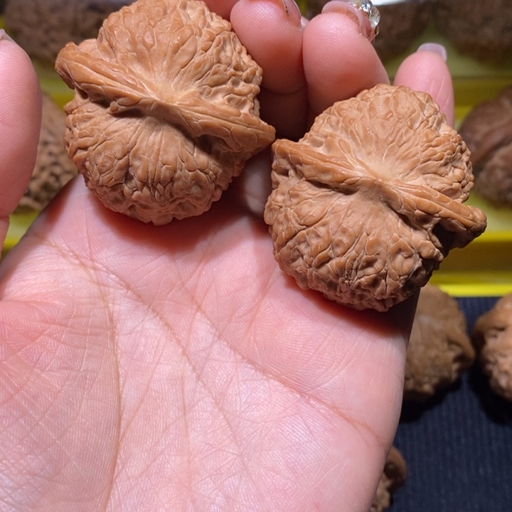 血麒麟血麒麟41尺寸的血麒麟
