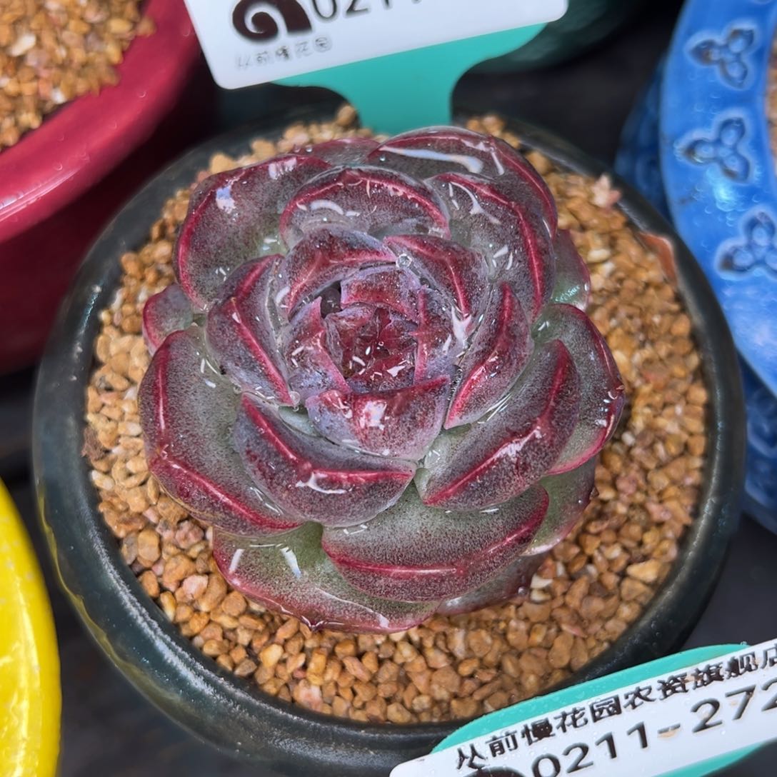 从前慢多肉精选编号0211.273