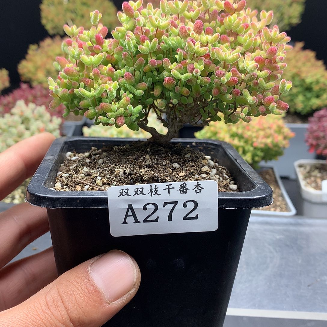 272蜜橘。                 