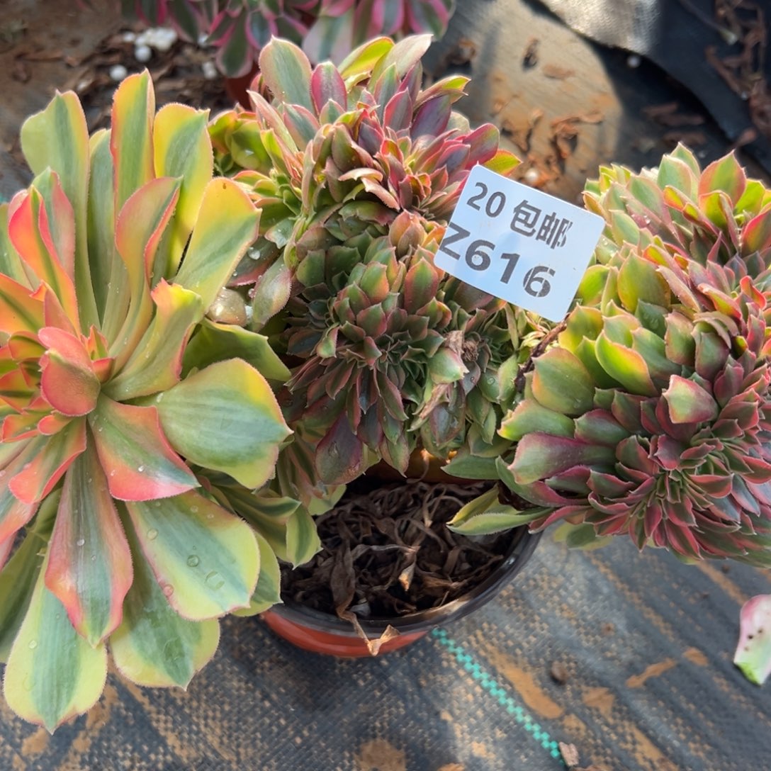 616红秀，满20包邮嘟叮熊