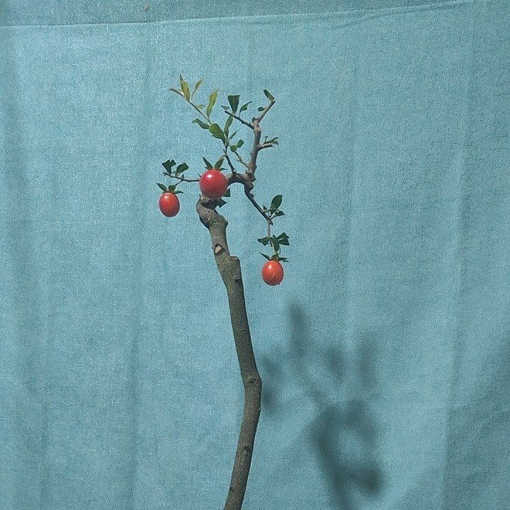 各种金弹子精品盆景桩