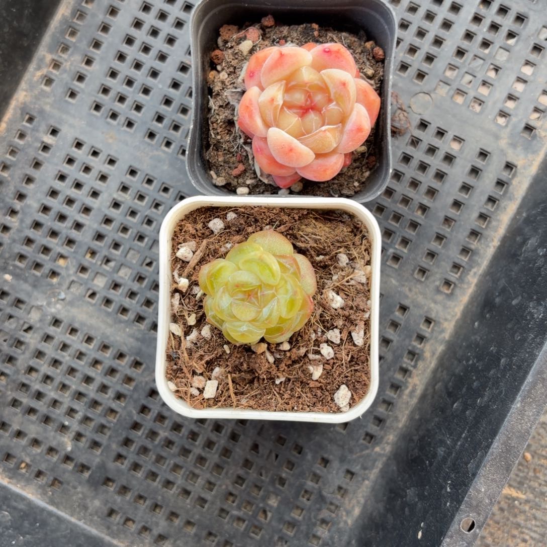 ****疼东篱下多肉植物哈哈哈哈