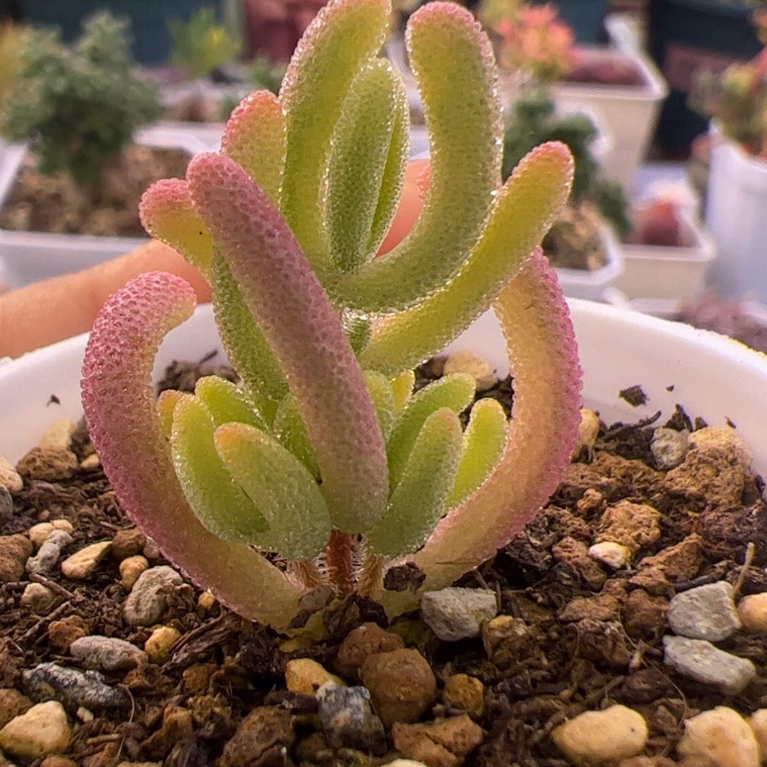 多肉植物枝干钻石黄锦