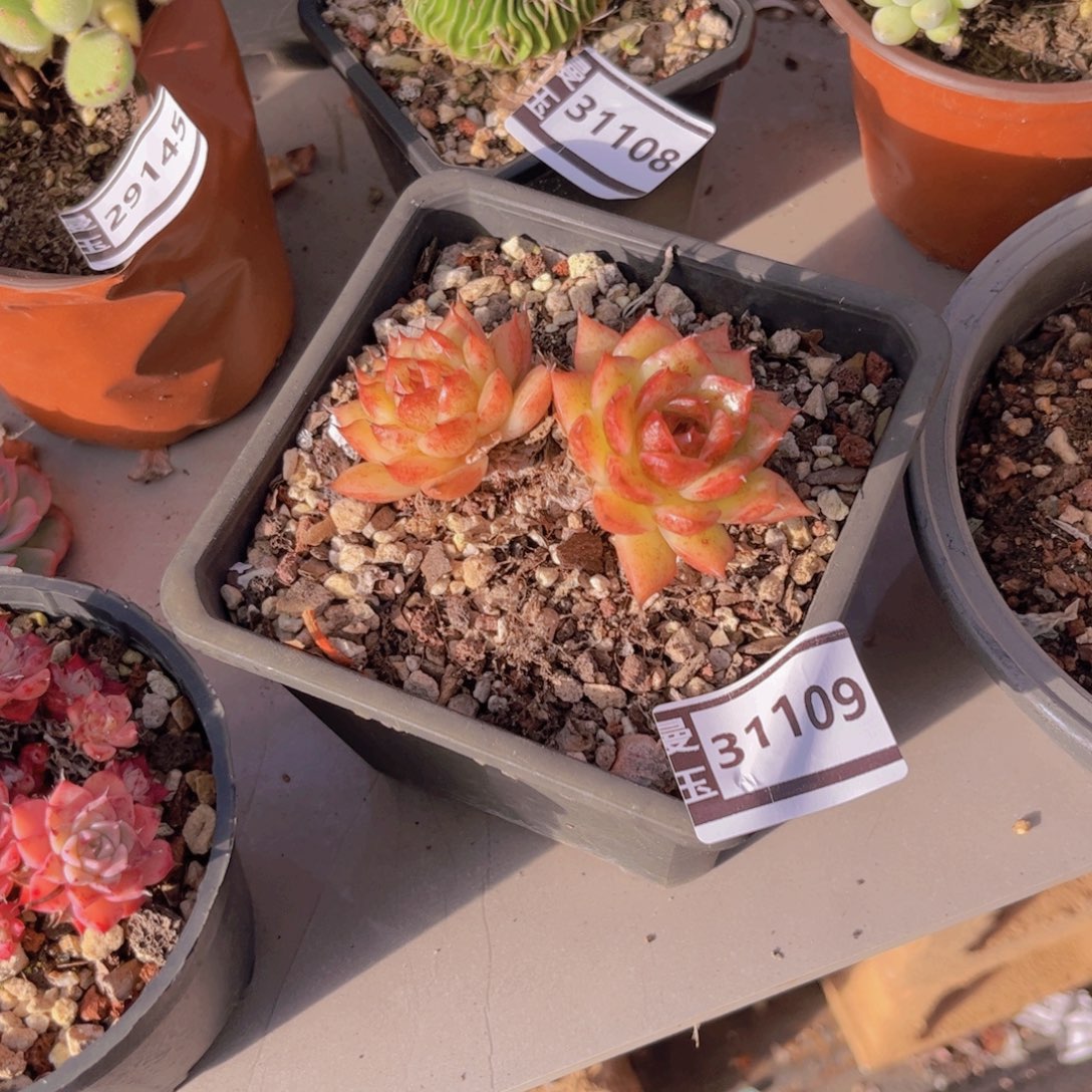 水晶多肉植物31109