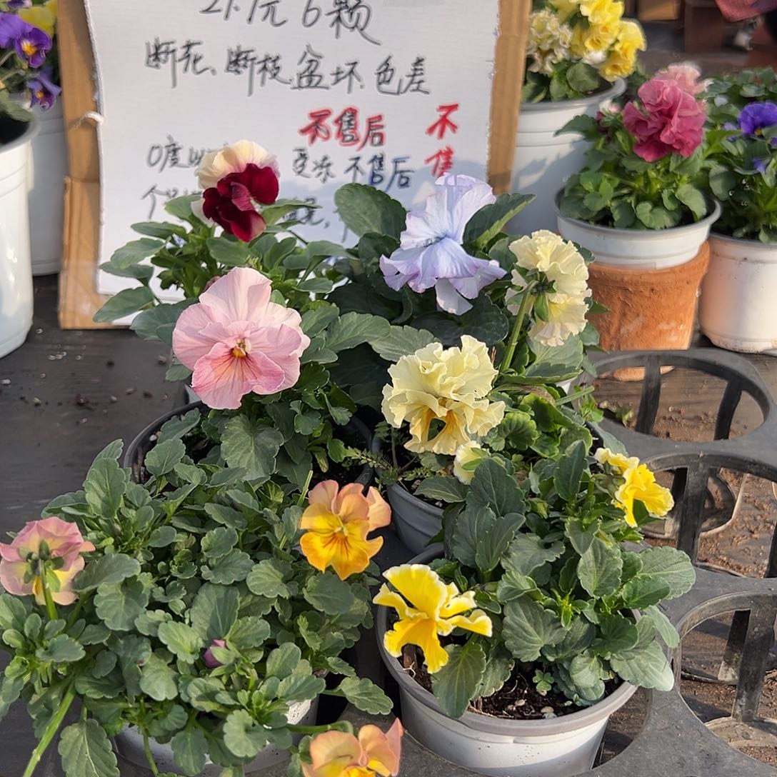 大部分花苞少量开放142号