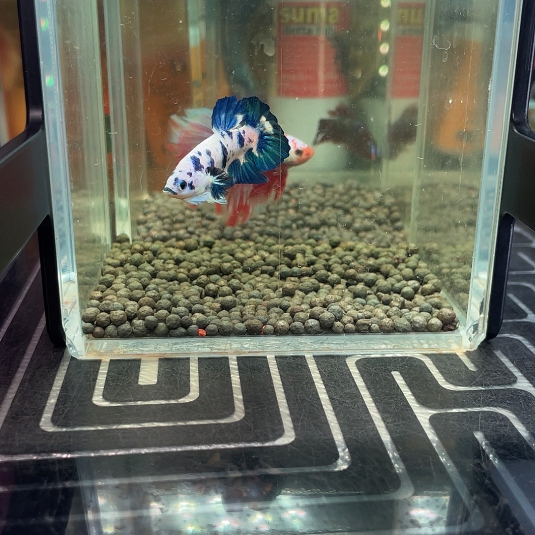 斗鱼15号128早青花