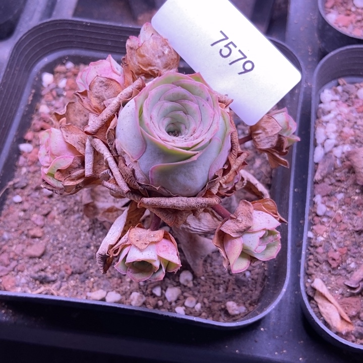 点***点7579山地玫瑰花群