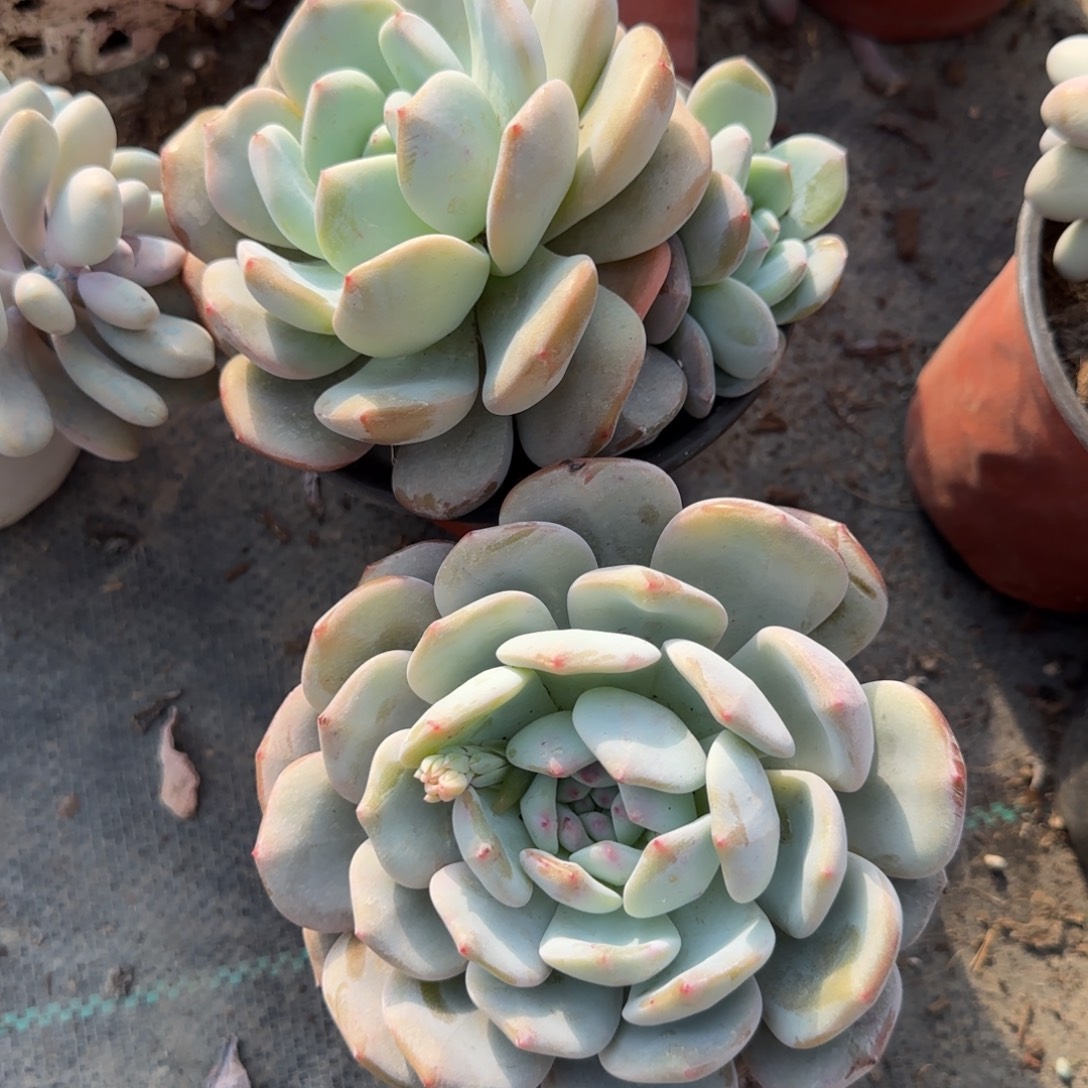 无花朵橙梦露单或双