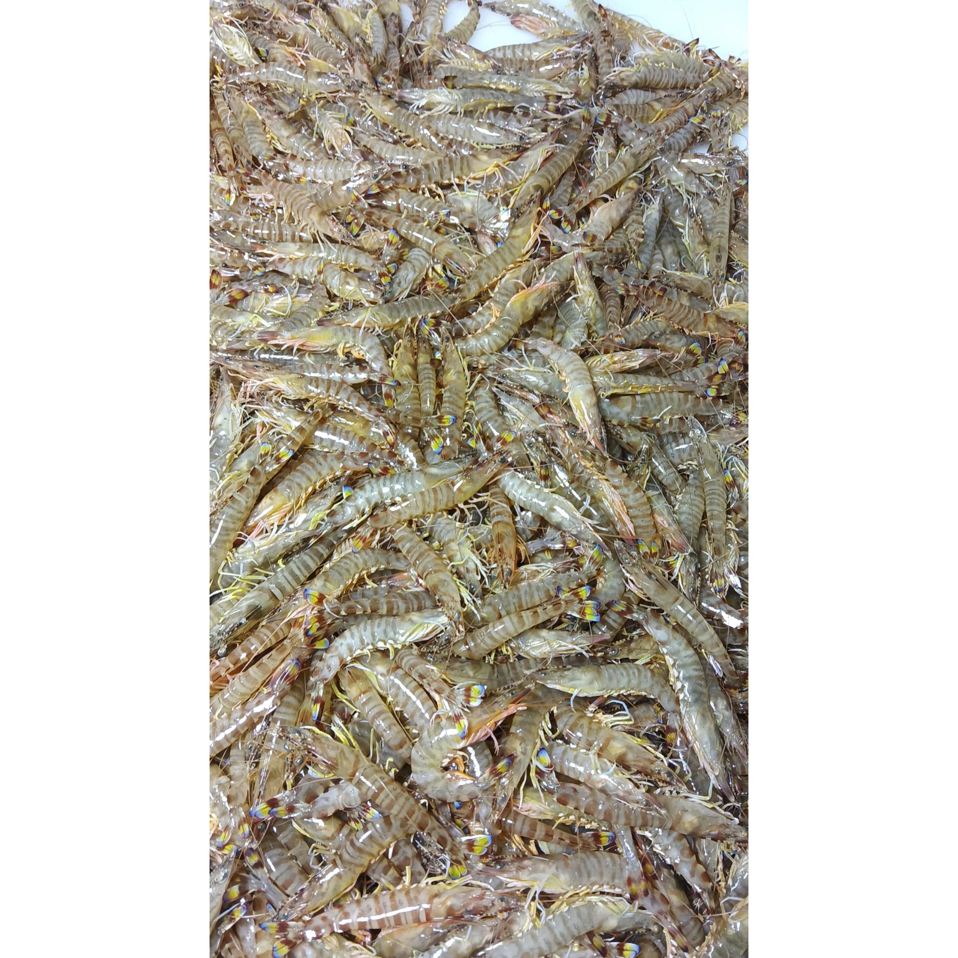 新鲜基围虾三斤装加冰保鲜发货