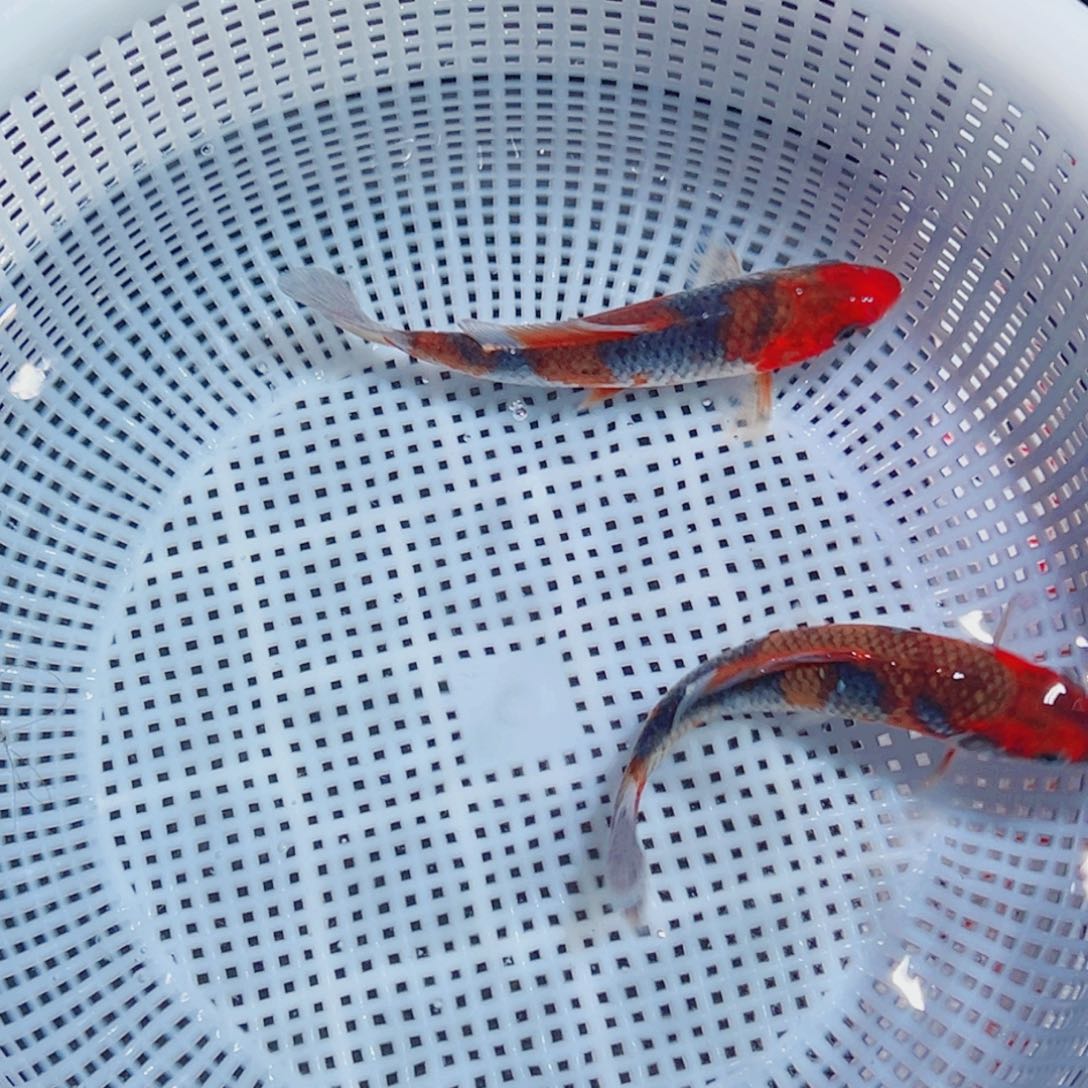 锦鲤锦鲤观赏鱼1111