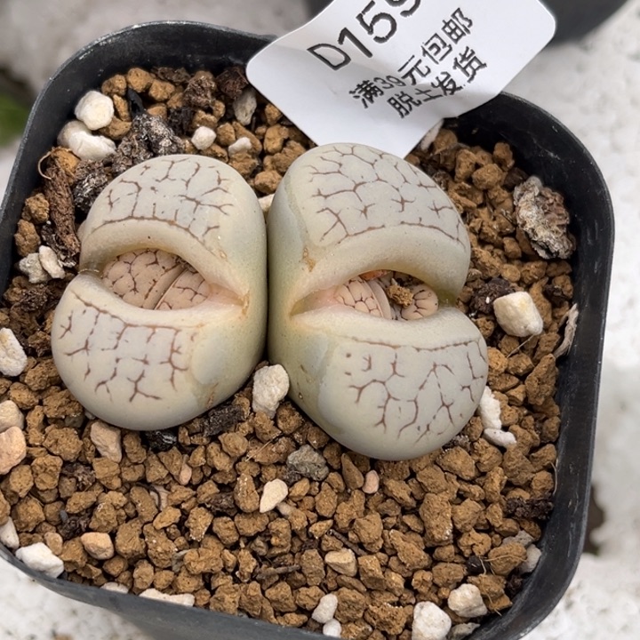 158多肉哈哈哈哈哈哈