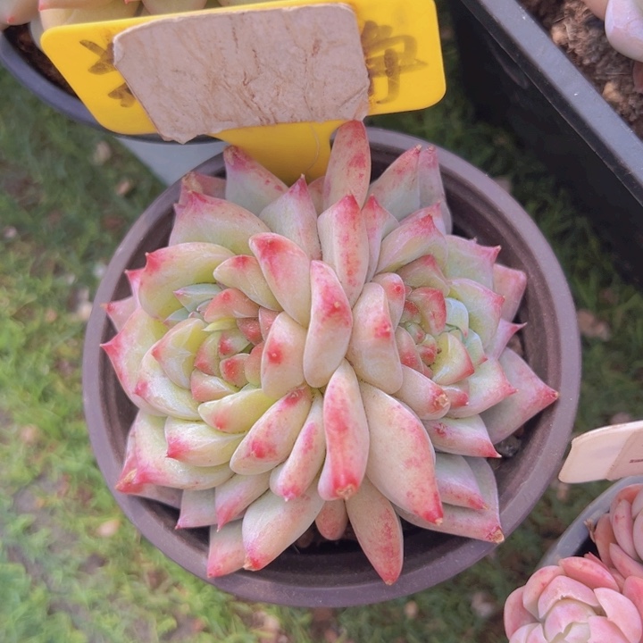 健健康康平平安安