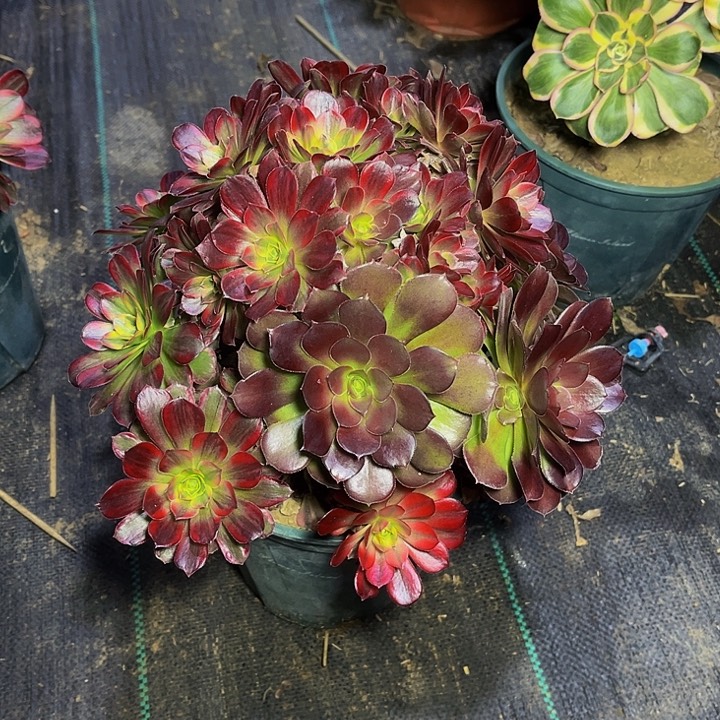 安娜安娜安娜003