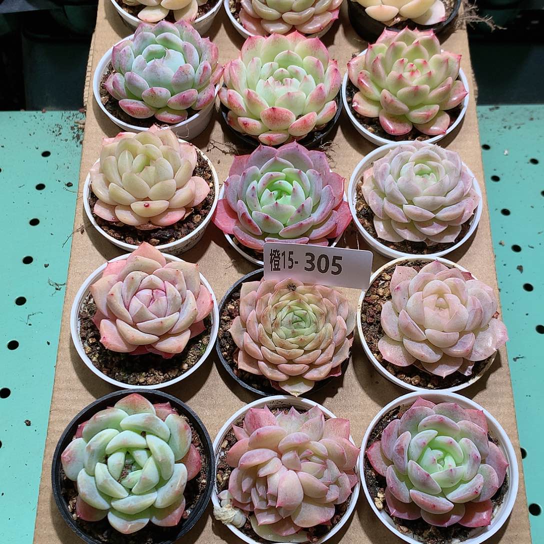 15-305一物一拍带盆18颗